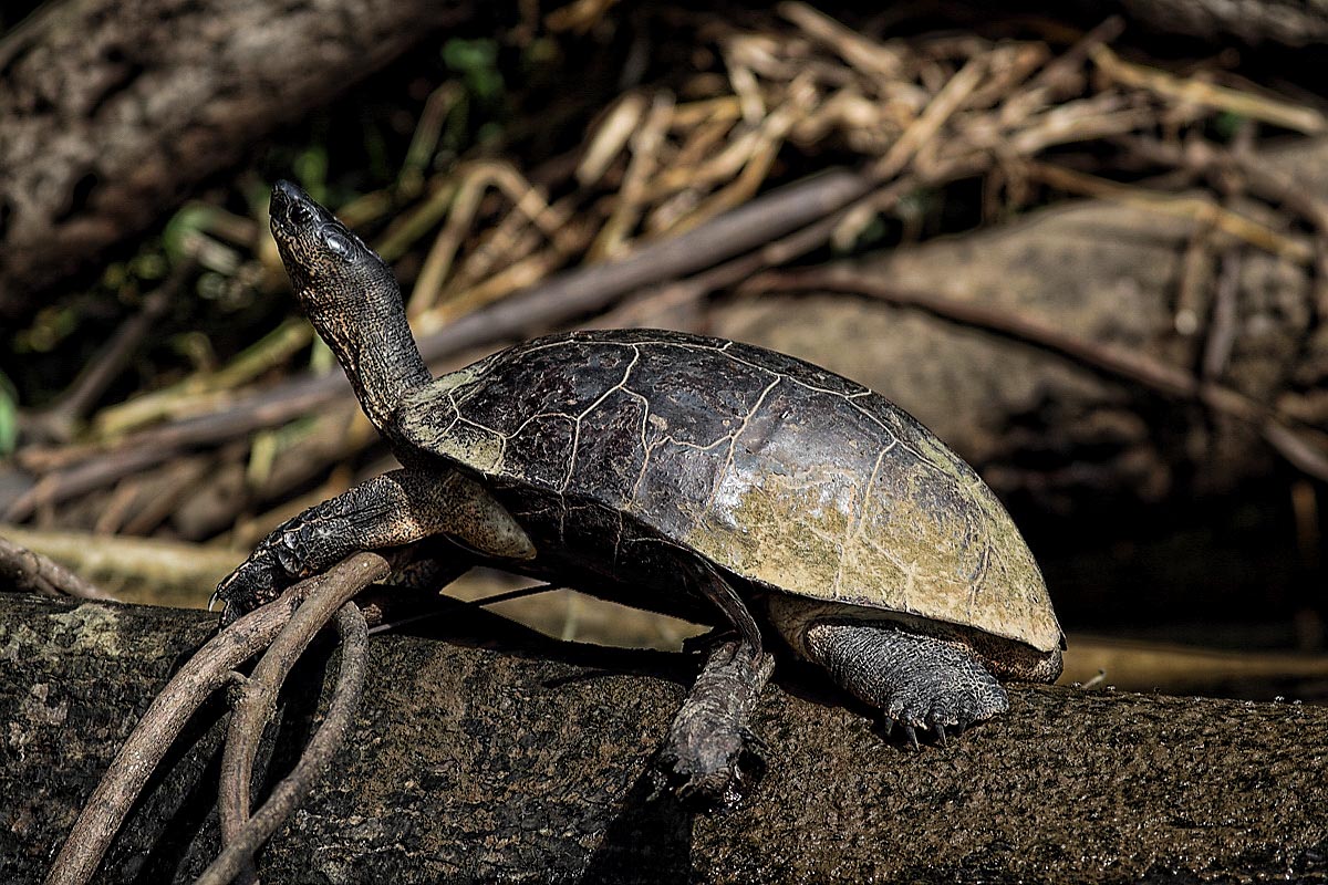 Tortuguero NP