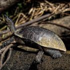 Tortuguero NP