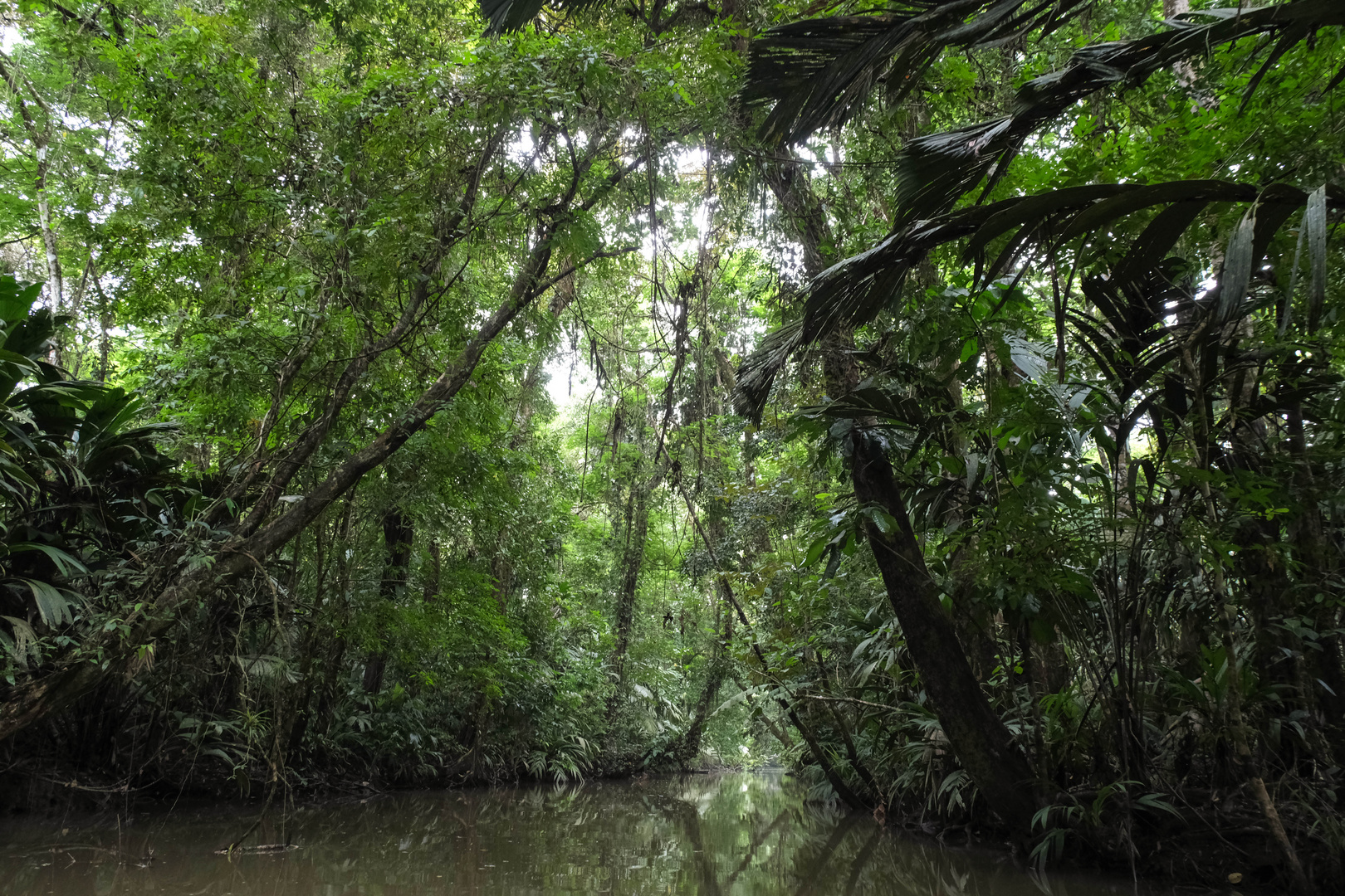 ...Tortuguero Urwald...