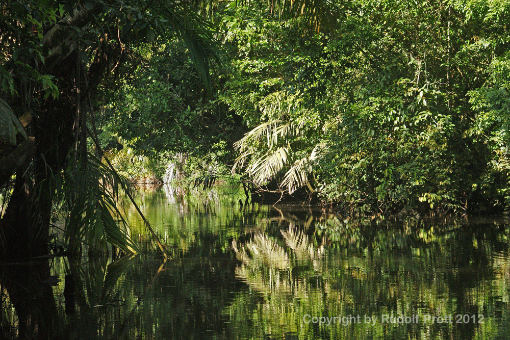 Tortuguero1