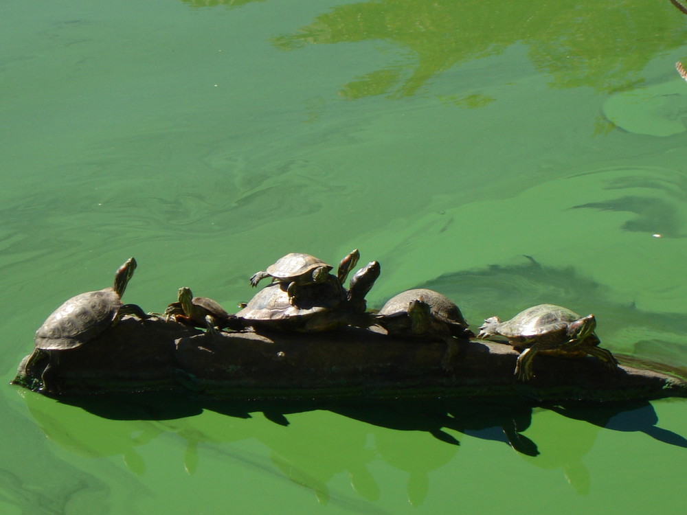 Tortugues prenen el sol