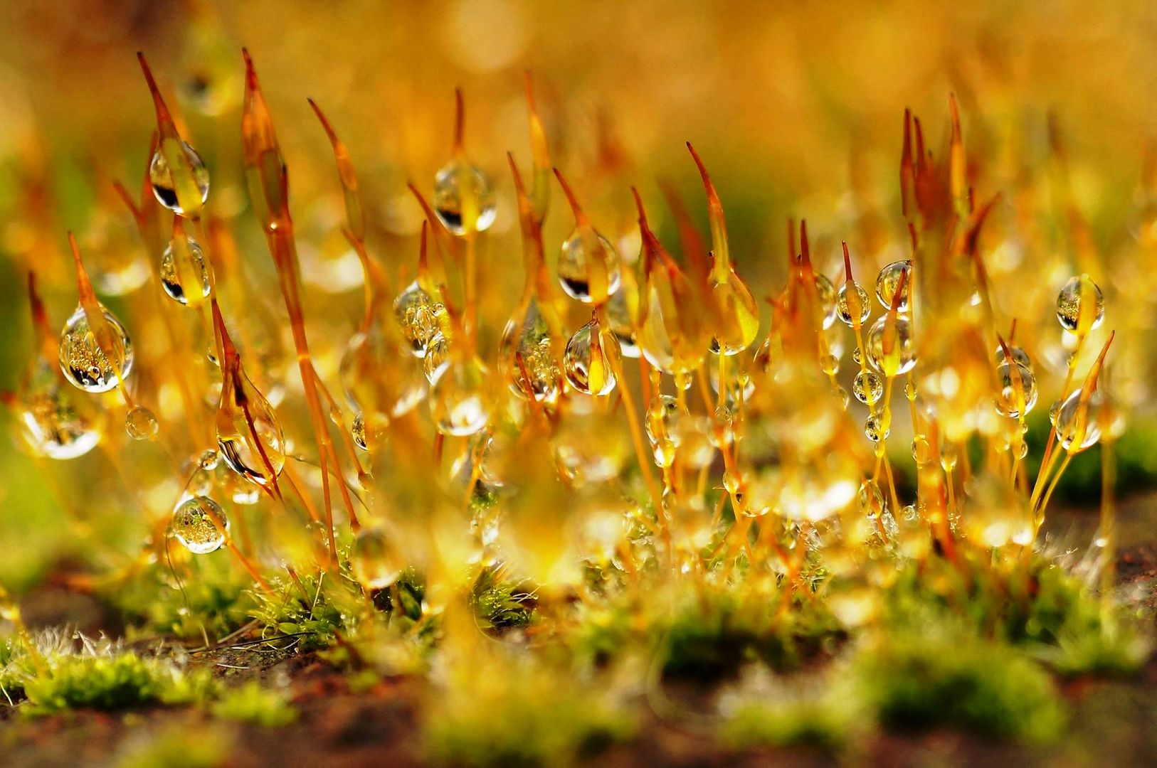 Tortula muralis... Foto & Bild pflanzen, pilze & flechten, moose