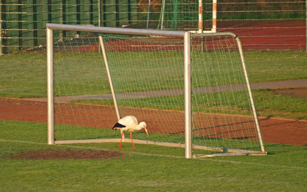 Torwartfrage geklärt! Die Saison kann beginnen.