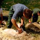 Tosatura pecore - Sardegna