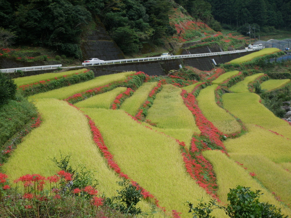 Tosayama Village