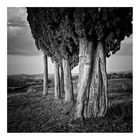 Toscana 6x6 # 001