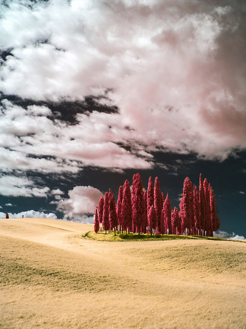 Toscana - cipressi in luce IR