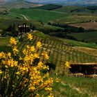 Toscana Crete Senesi 2