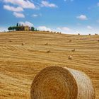 Toscana - Fields Of Gold