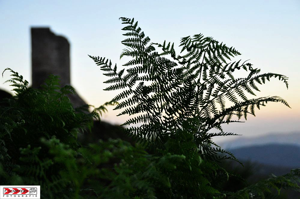 Toscana-Grün