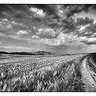 Toscana in B&W