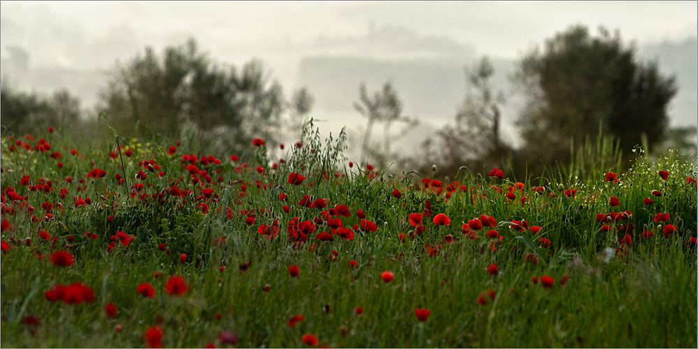 Toscana in primavera VII