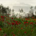 Toscana in primavera VII