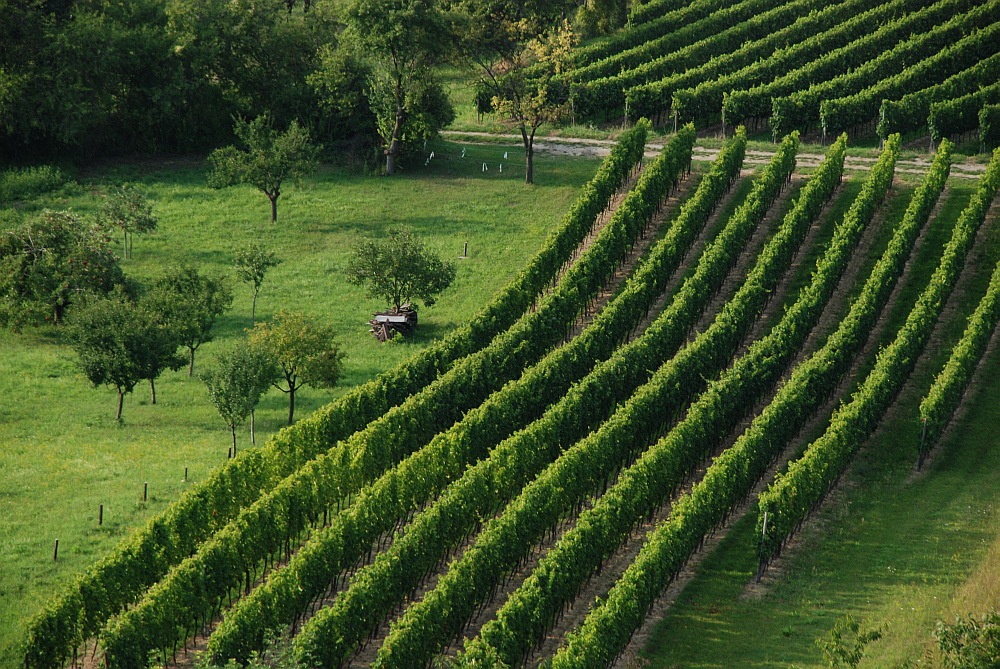 Toscana in Rheinhessen