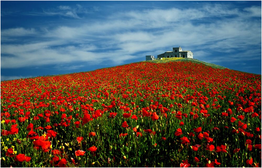 Toscana - Mohnblüte von Wilfried Schneider 