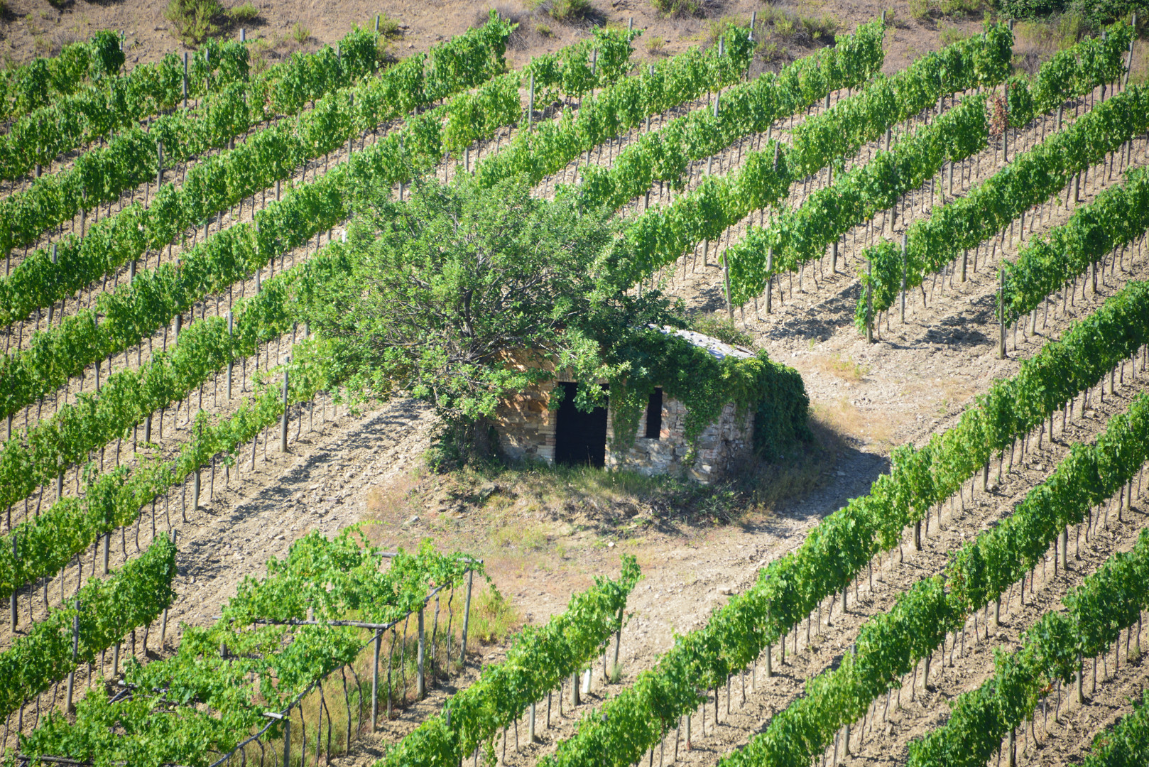 Toscana Montalcino Motiv