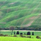 *toscana primavera*