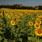 Toscana-Sommerfeeling