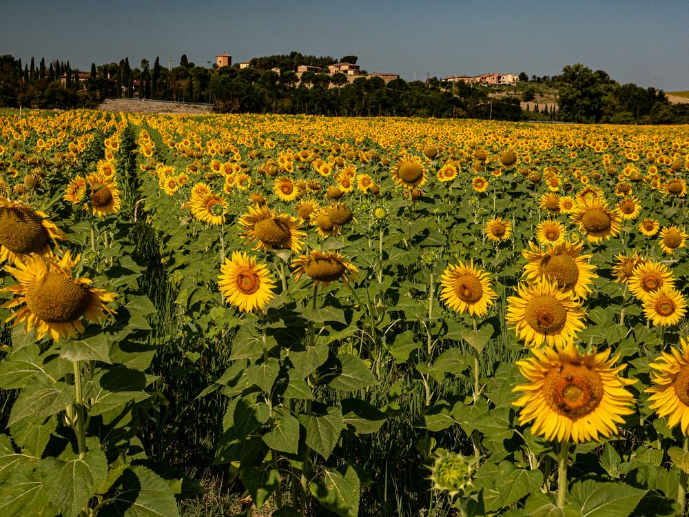 Toscana-Sommerfeeling