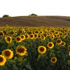 Toscana Sunflower