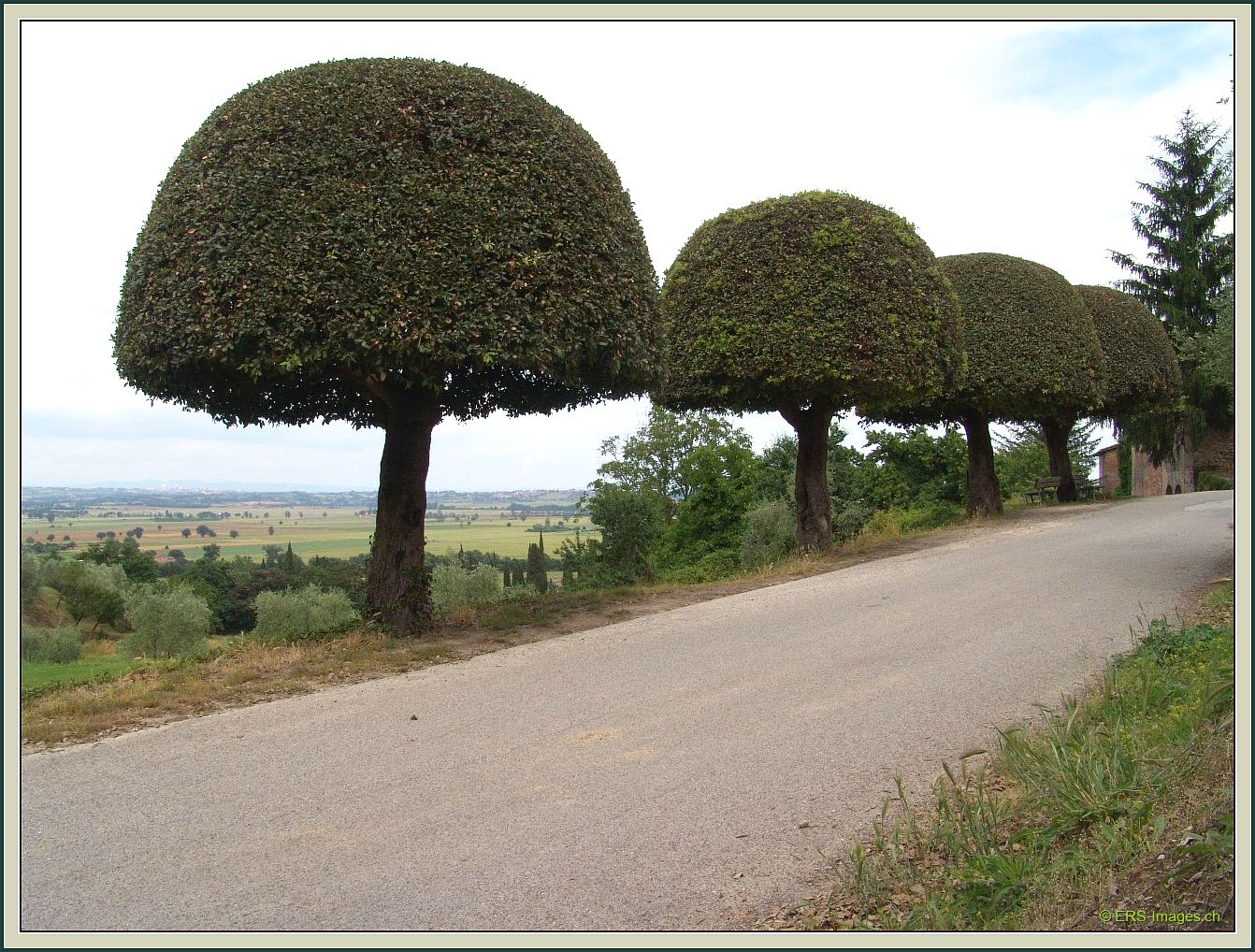 Toscana Torri Mûriers 240608 250 © Maulbeerbäume