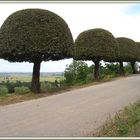 Toscana Torri Mûriers 240608 250 © Maulbeerbäume