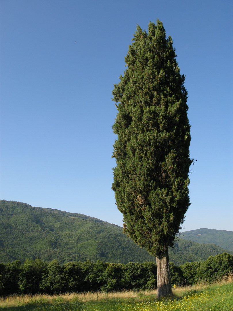 Toscane Italien Sommer august 2010 - 001