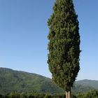 Toscane Italien Sommer august 2010 - 001