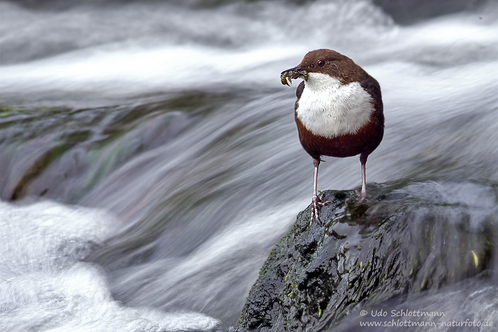 Tosender Bach mit Wasseramsel und Nahrung für den Nachwuchs