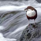 Tosender Bach mit Wasseramsel und Nahrung für den Nachwuchs