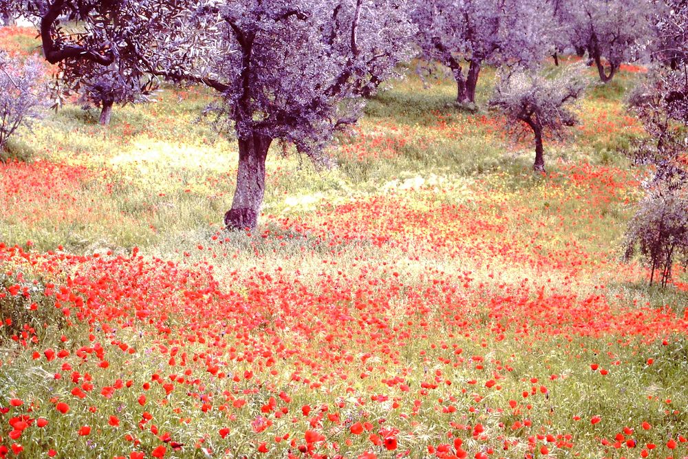 Toskana 1988