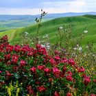 Toskana 2019 Crete Senesi