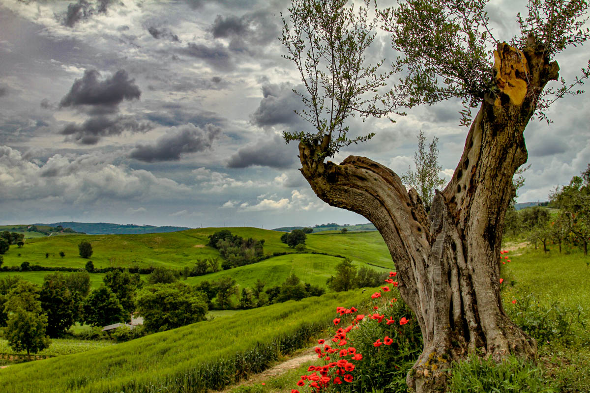 Toskana 2(Tuscany)