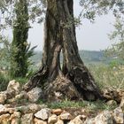 Toskana, Castelfiorentino - Olivenbaum