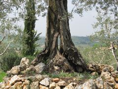 Toskana, Castelfiorentino - Olivenbaum