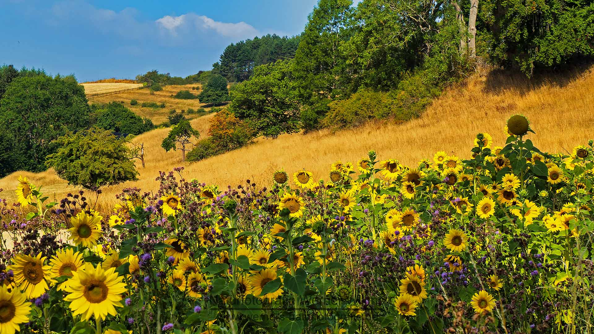 Toskana der Eifel Foto &amp; Bild | natur Bilder auf fotocommunity