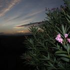 Toskana Flower