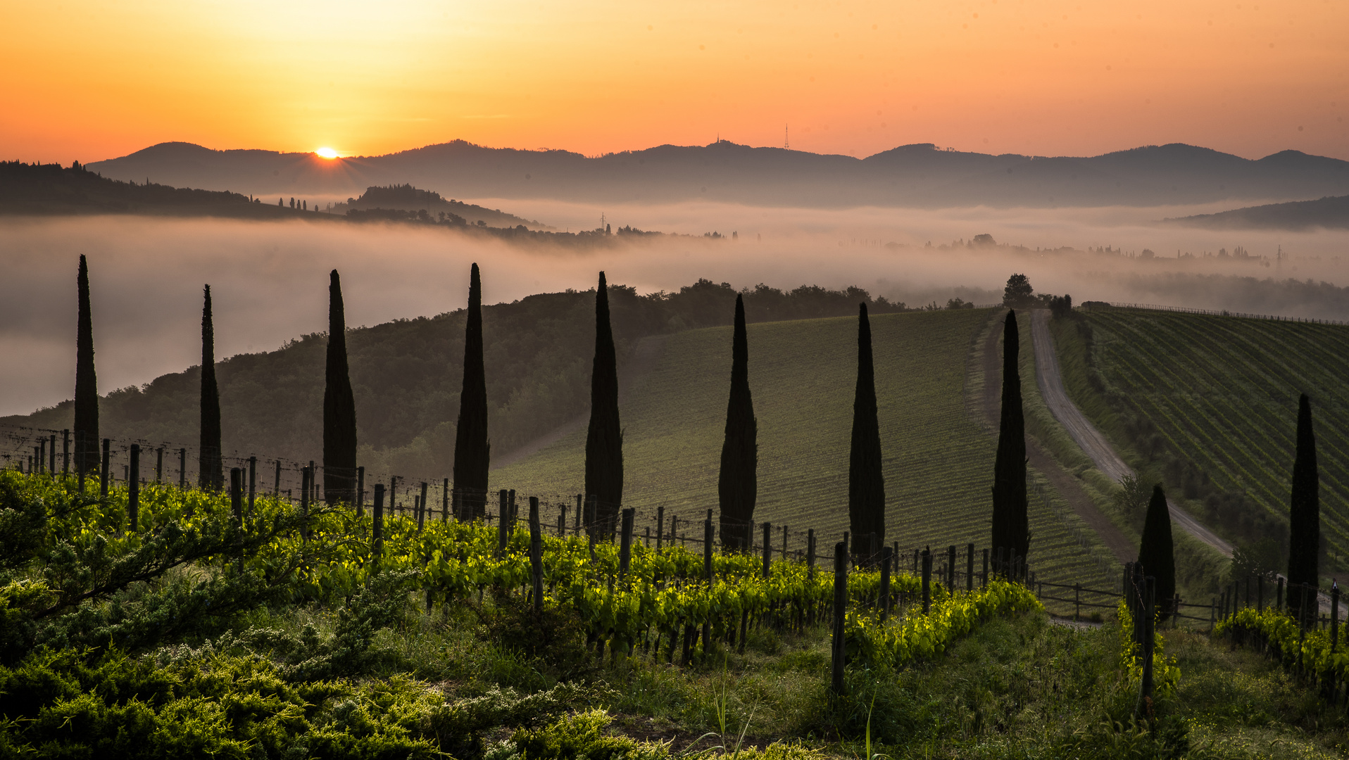 Toskana - frühmorgens in den Chianti-Weinbergen