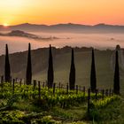 Toskana - frühmorgens in den Chianti-Weinbergen