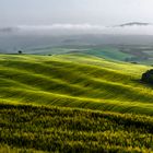 Toskana - Grüne Wellen im Val d`Orcia