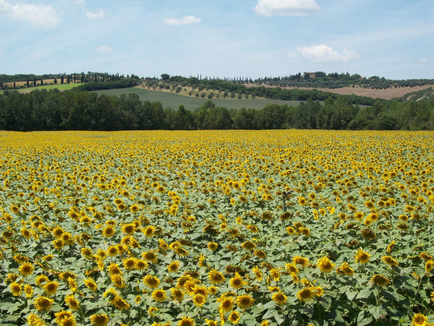 Toskana im Sommer