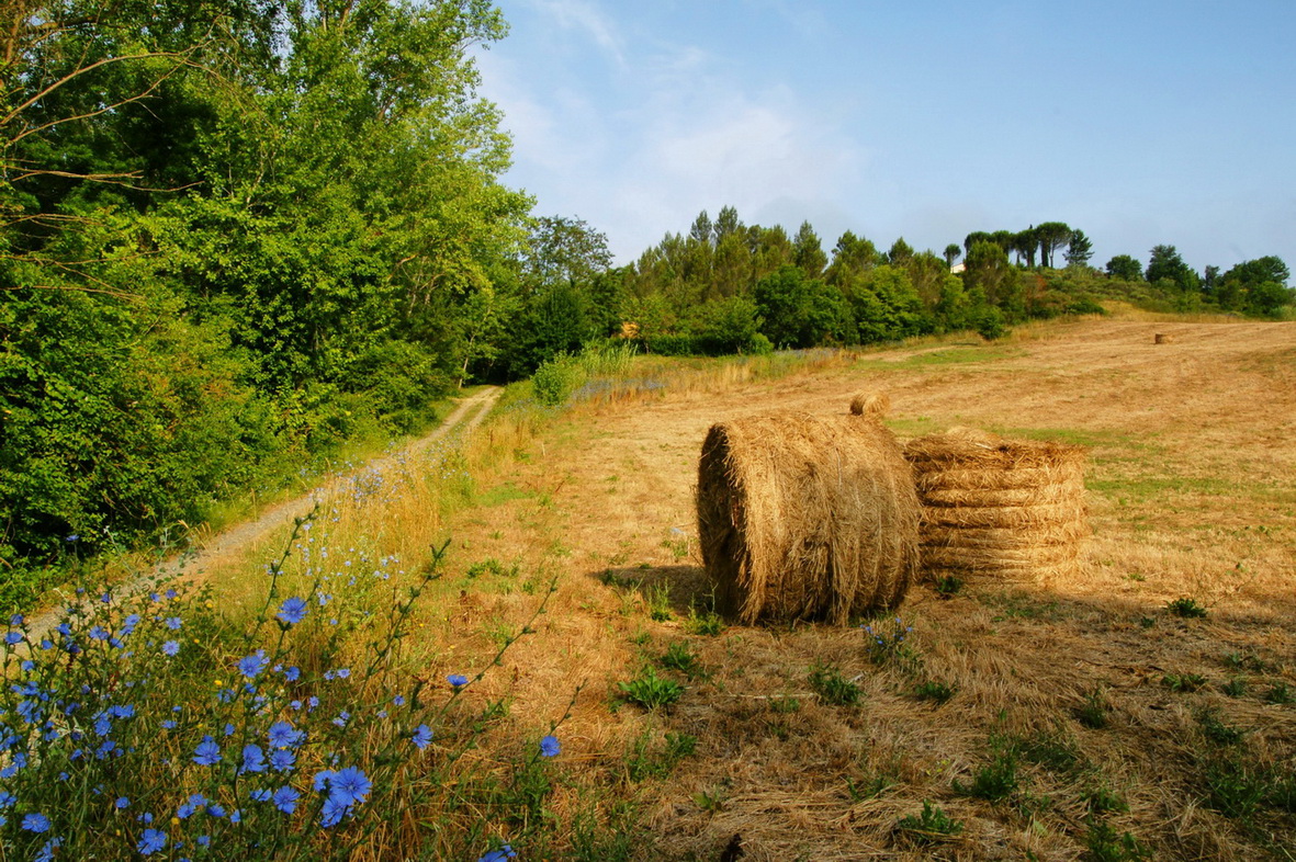 Toskana Impressionen - Strohballen bei Montescudaio