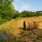 Toskana Impressionen - Strohballen bei Montescudaio