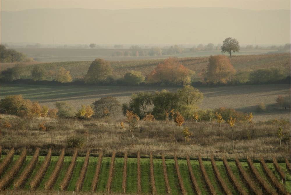 Toskana in der Pfalz