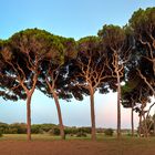 Toskana - Schirmpinien am Strand von Populonia