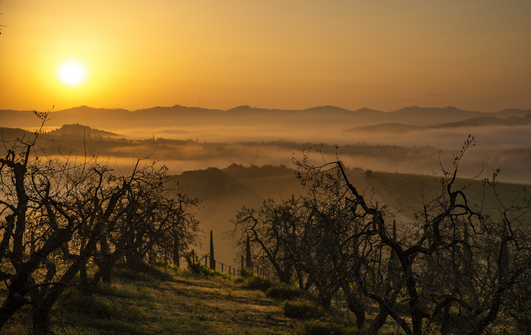 Toskana - Sonnenaufgang im Olivenhain