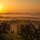 Toskana - Sonnenaufgang im Olivenhain