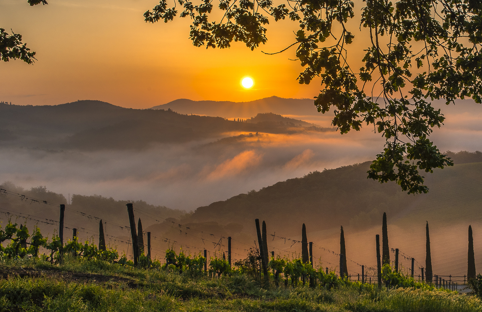 Toskana - Sonnenaufgang in den Weinbergen des Chianti