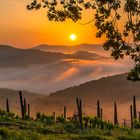 Toskana - Sonnenaufgang in den Weinbergen des Chianti