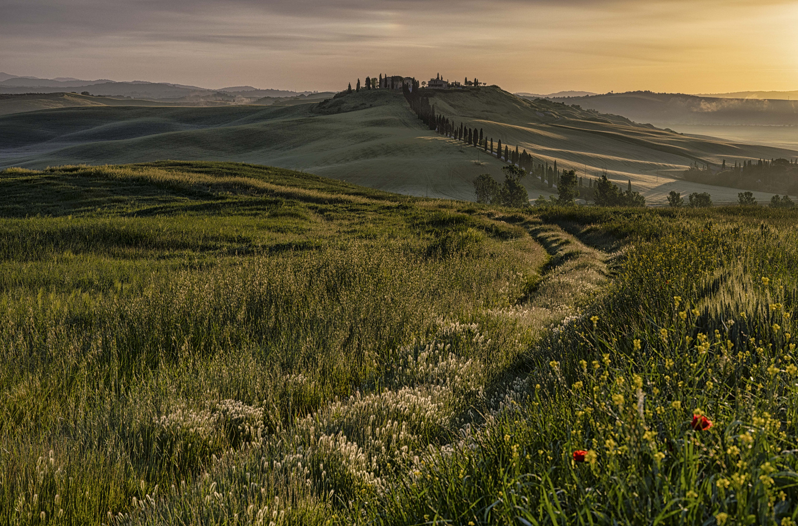 Toskana | Taverne d'Arbia | Sonnenaufgang III